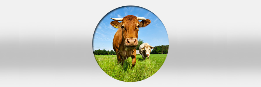 Beef Safety Leader