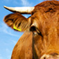 Beef Safety Leader