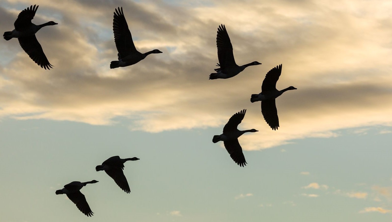 Engage-your-teams-during-covid-19-the-grossman-group 